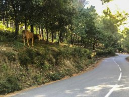 TOUR DE CORSE HISTORIQUE
